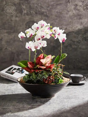 匠心臻礼 | 心想事成