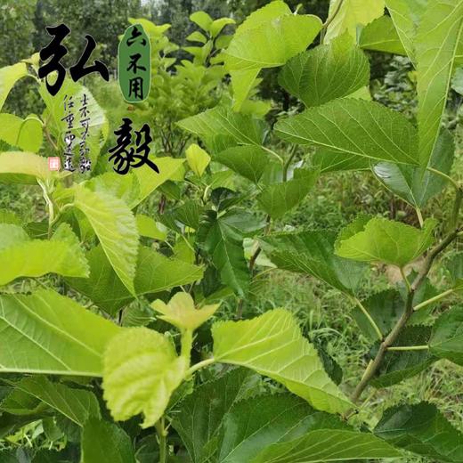 六不用  顺季节露地种植 桑叶50克/份 【弘毅六不用生态农场】 商品图4