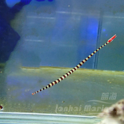 斑节海龙 商品图3