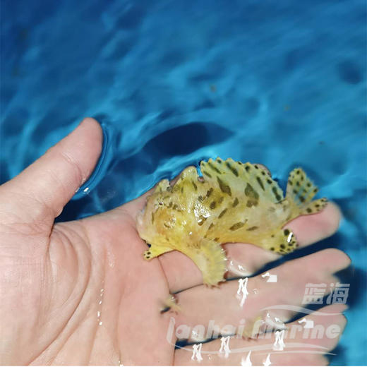 虎纹五脚虎 商品图6