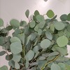 尤加利叶-圆叶/苹果叶  扎 商品缩略图3