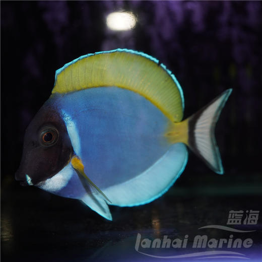 马代粉蓝吊 商品图6