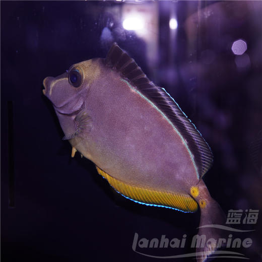 天狗吊 商品图2