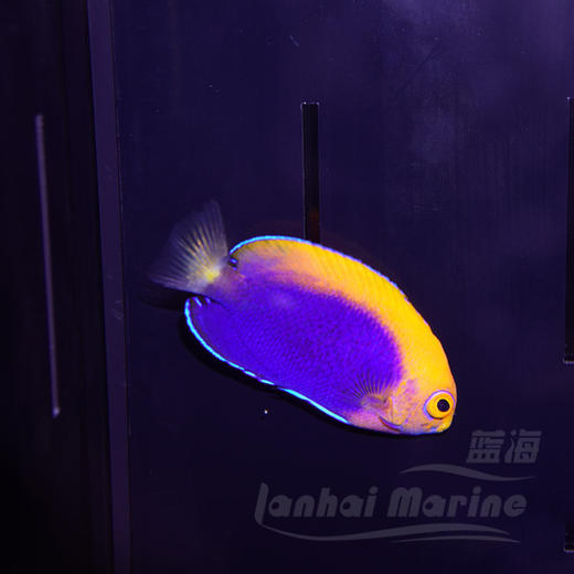 火背仙 商品图2