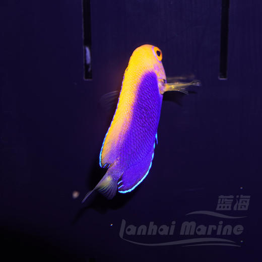 火背仙 商品图4