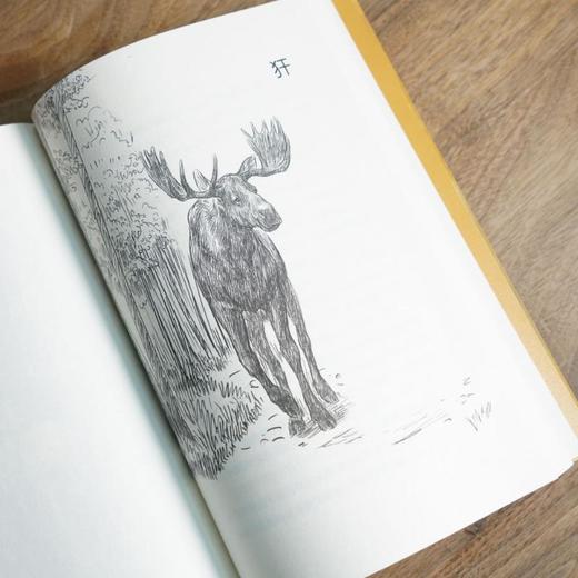 在北方森林的深处/中文分级阅读K5 商品图2