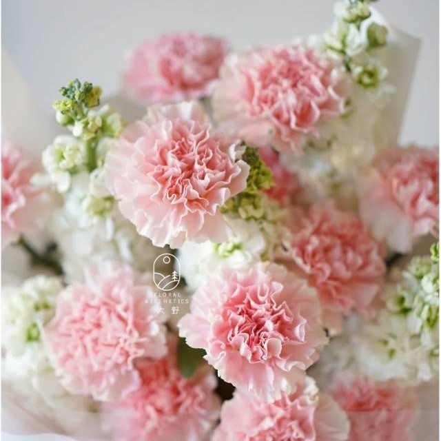 【粉白绿康乃馨30支】粉白绿三色混搭 冷链包邮