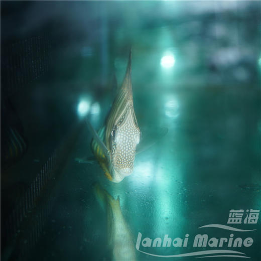 珍珠大帆吊 商品图3