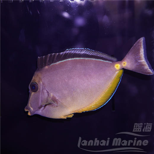 天狗吊 商品图1