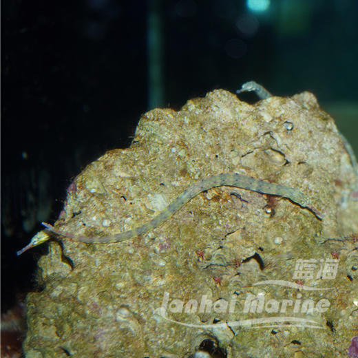 趴趴龙 商品图2