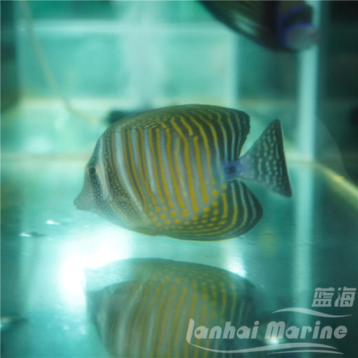 珍珠大帆吊 商品图6