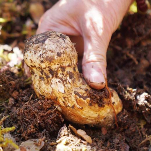 2024香格里拉野生松茸 商品图0