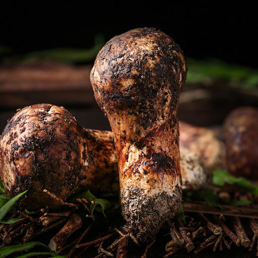 2024香格里拉野生松茸 商品图4