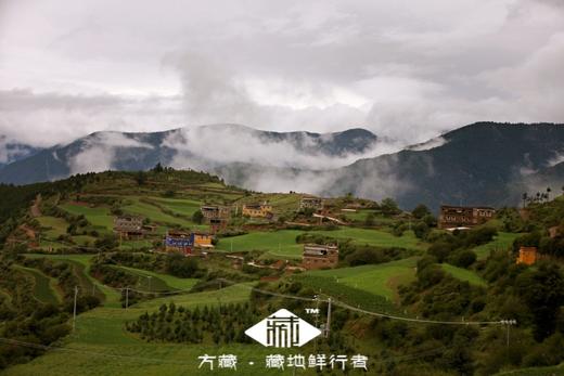 雅江野生新鲜松茸 出口级品质 商品图2