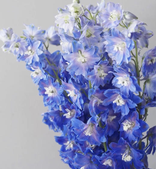 基地直供 大飞燕蓝色 反季节 花杆较细 Fd Market