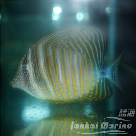 珍珠大帆吊 商品图4