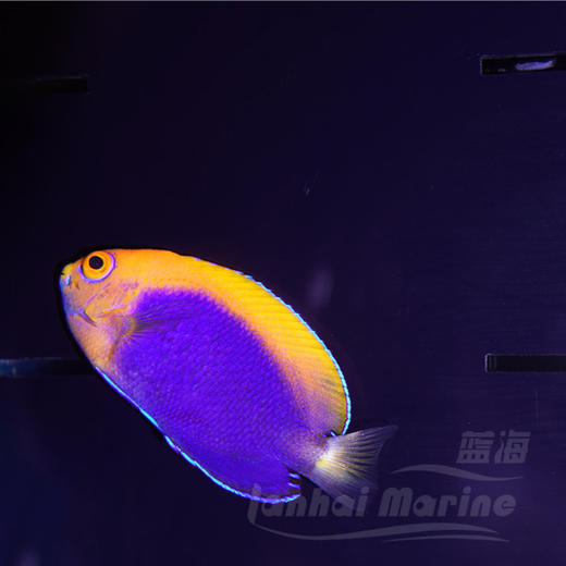 火背仙 商品图5