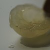 【晶莹剔透 暗藏甜蜜】来自东莞水濂山的鲜摘龙眼 商品缩略图8