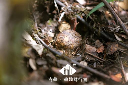 雅江野生新鲜松茸 出口级品质 商品图4