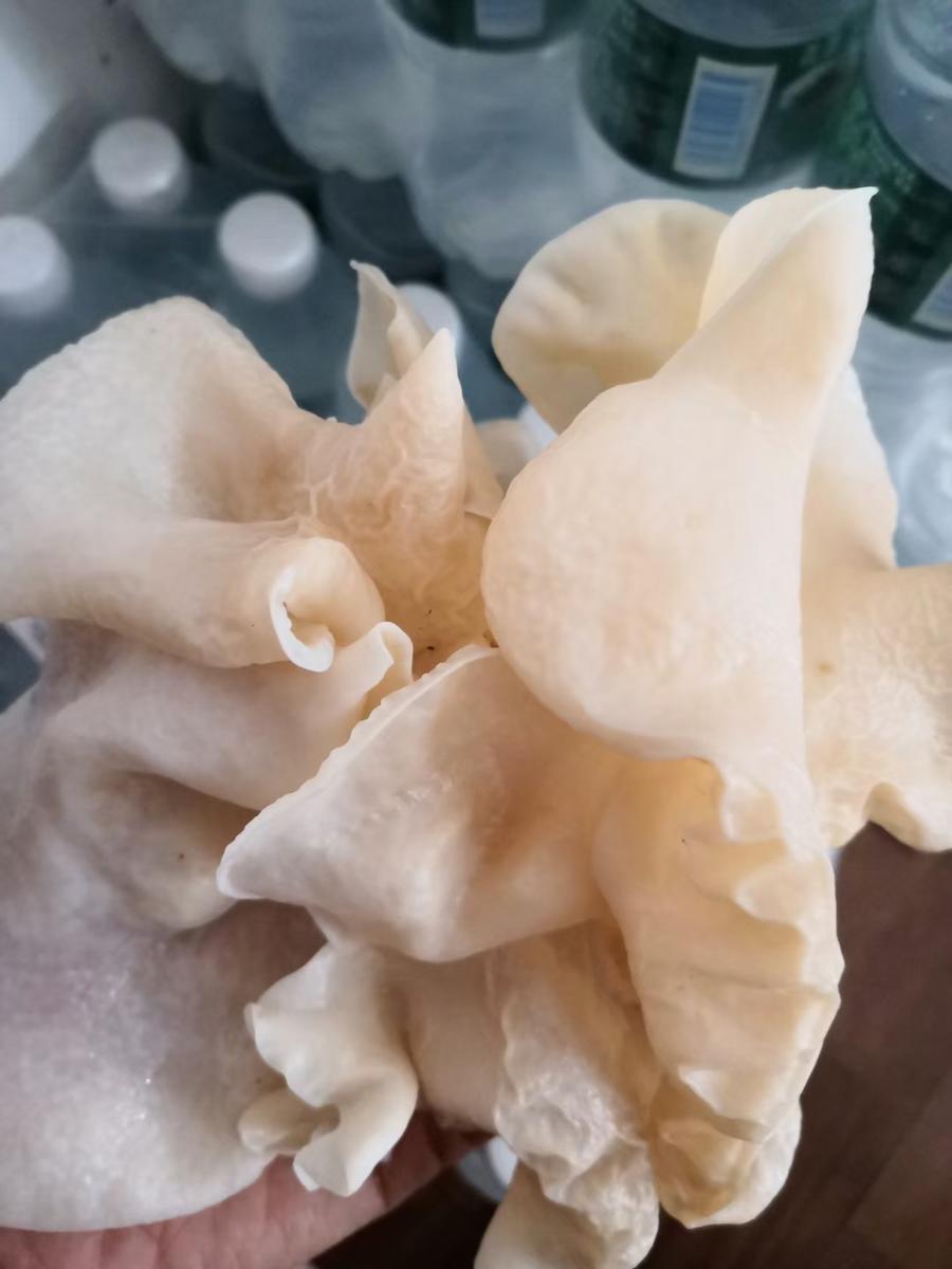 云南大白木耳干木耳500克