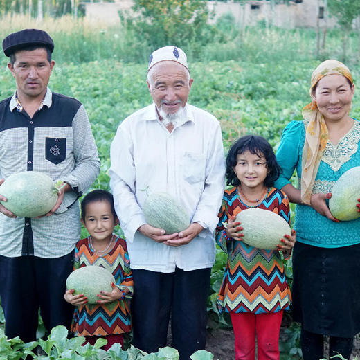 新疆巴楚留香瓜5~9斤 商品图8