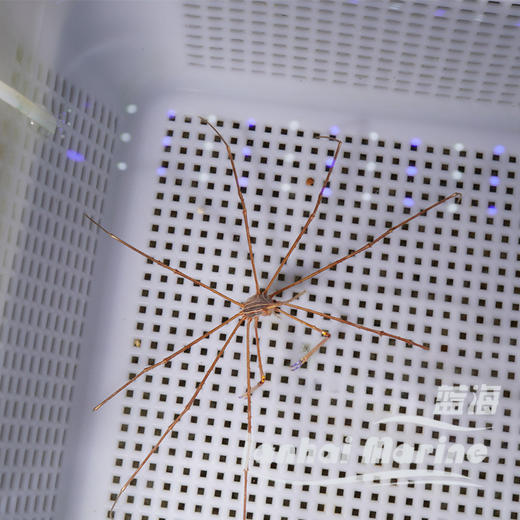 美国蜘蛛蟹/箭蟹 商品图4