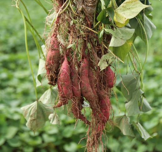 板栗小番薯  5斤装 商品图4