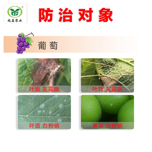 健达 德国巴斯夫 防治葡萄白粉病，灰霉病。 商品图1