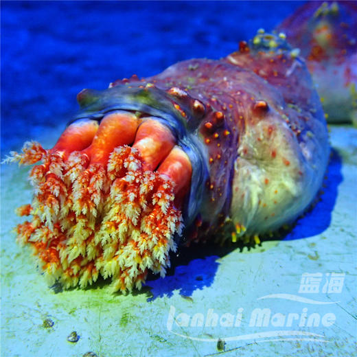 海苹果 商品图8