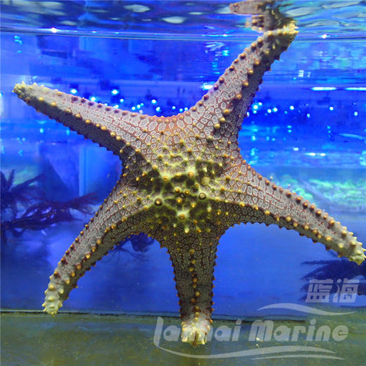 正海星 商品图3