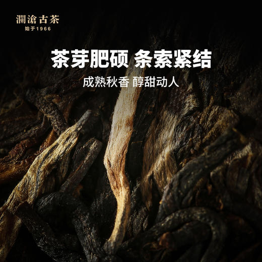 【831开仓专享】澜沧古茶景迈秋茶飘香--699礼包 商品图3