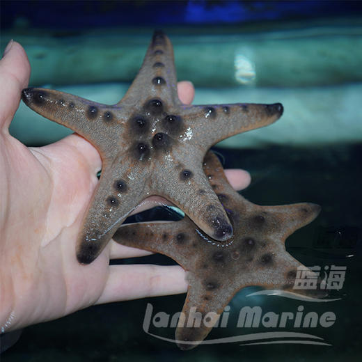 朱古力星 商品图2