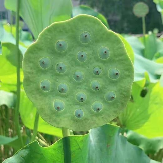 新鲜莲蓬 商品图2