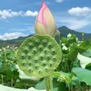 新鲜莲蓬 商品缩略图1
