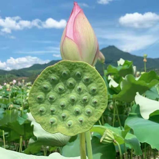 新鲜莲蓬 商品图1