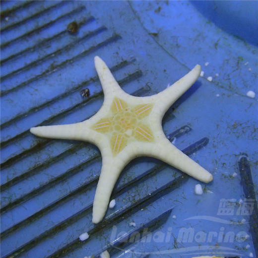 双星海星 商品图6