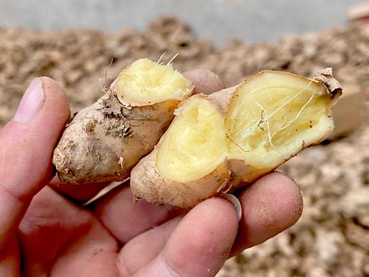 云南小黄姜 净重3斤5斤9斤  全国包邮 商品图4