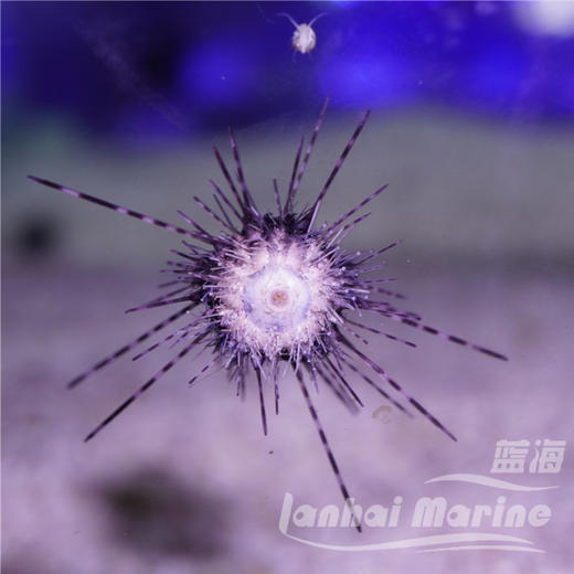 长刺海胆 商品图4