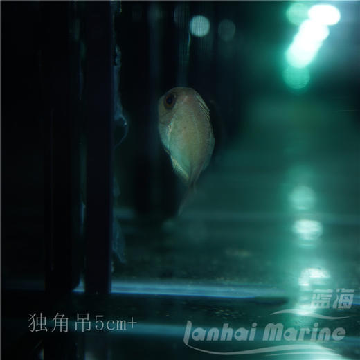 独角吊 商品图2