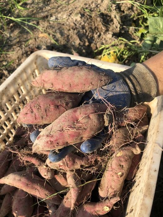 板栗小番薯  5斤装 商品图3