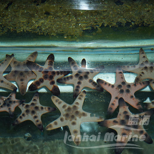 朱古力星 商品图3