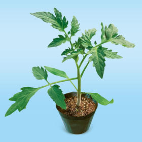 [专业种子] “艾斯”番茄专用砧木种子