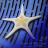 双星海星 商品缩略图5