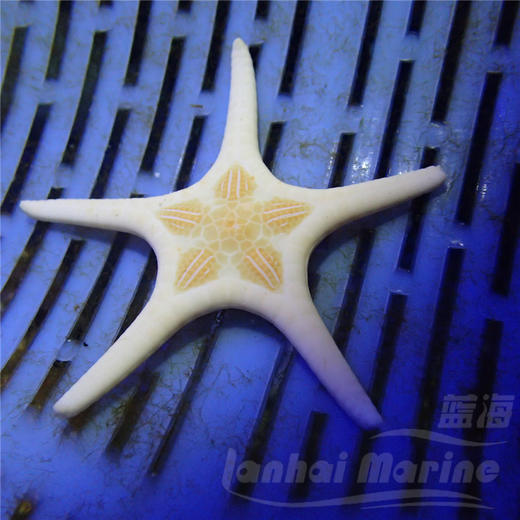 双星海星 商品图5