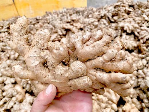 云南小黄姜 净重3斤5斤9斤  全国包邮 商品图3