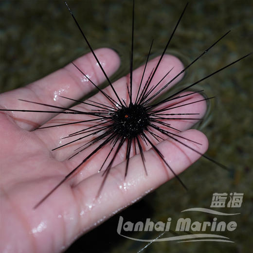 长刺海胆 商品图3