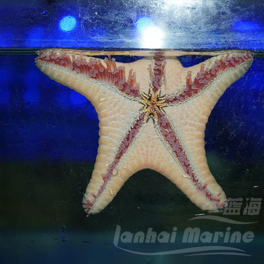 朱古力星 商品图5