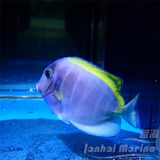 混种粉蓝吊 商品图4