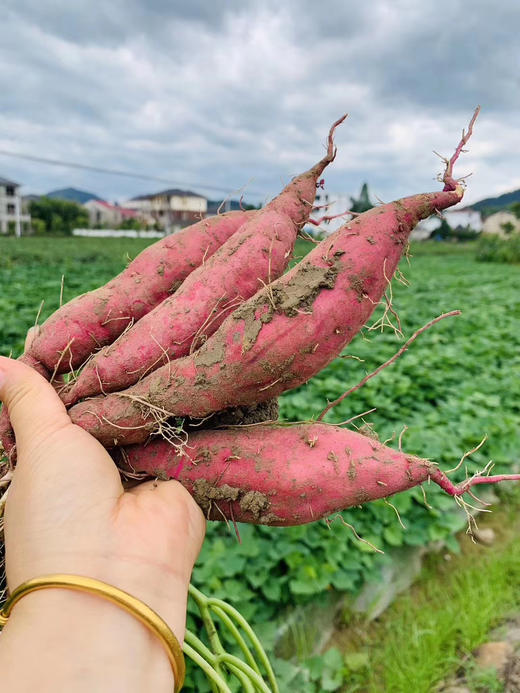 板栗小番薯  5斤装 商品图5