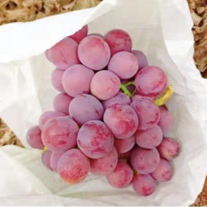 南国吐鲁番精品红提 商品图2